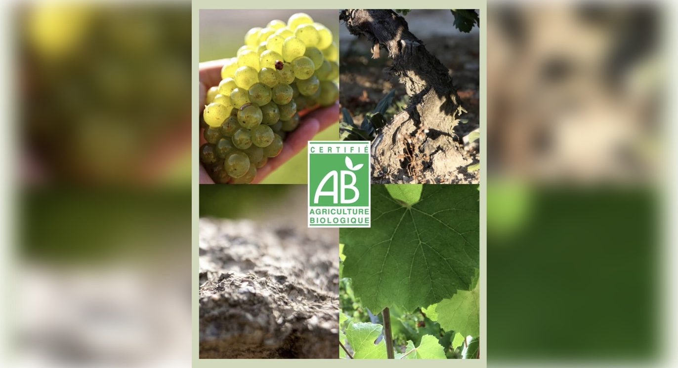 Domaine Billaud-Simon получил сертификат органического земледелия