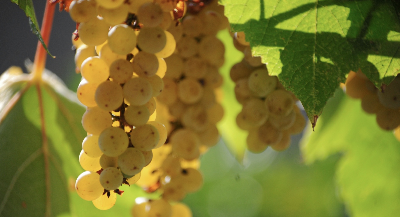 Белые сорта Италии: пять альтернатив Пино Гриджио