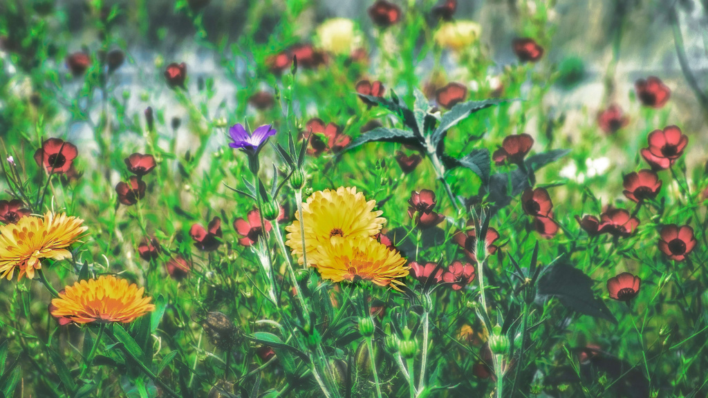 wildflowers.jpg wildflowers.jpg