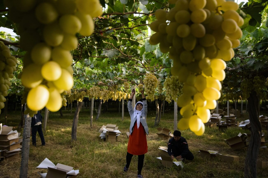 Виноград в Таджикистане.jpg