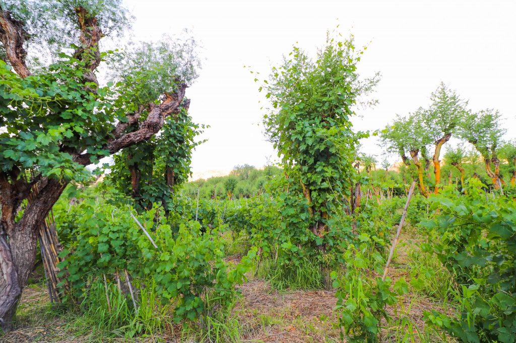 Старые лозы винограда в Боливии.jpg