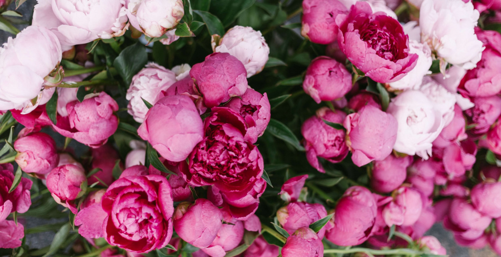 peonies.jpg peonies.jpg