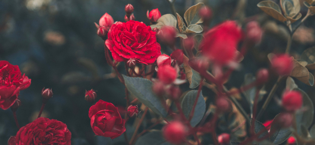 roses.jpg roses.jpg