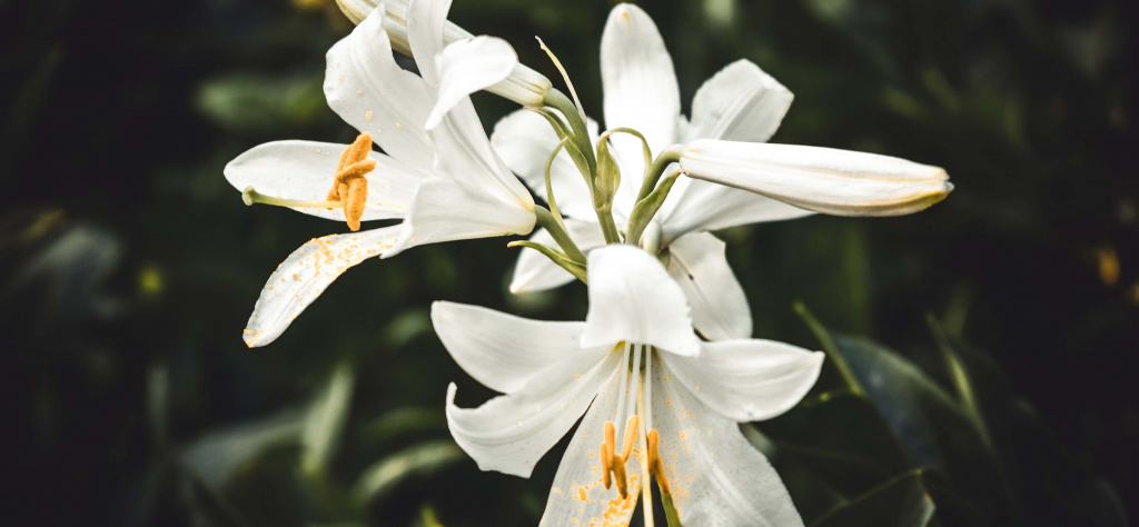 lilies.jpg lilies.jpg