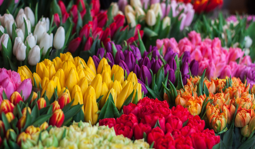 tulips.jpg tulips.jpg
